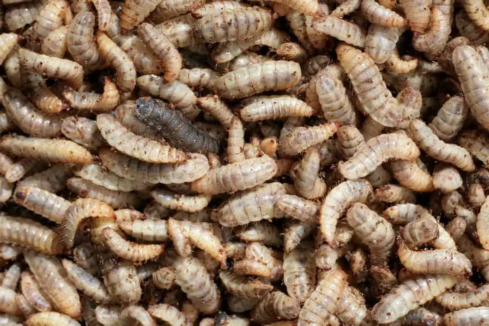 Bug Out Pet Food Might Use Flies and Worms as Protein Source The