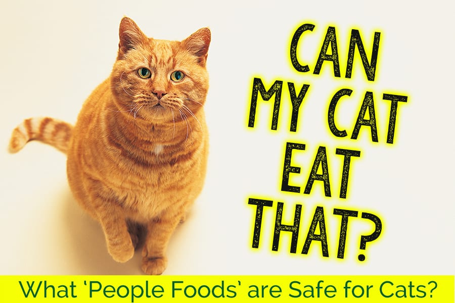 Can My Cat Eat That What People Foods are Safe for Cats