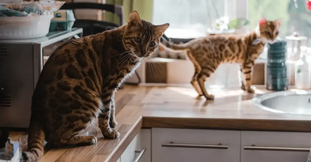 Yes You Can Teach Your Cat to Stay Off the Counters