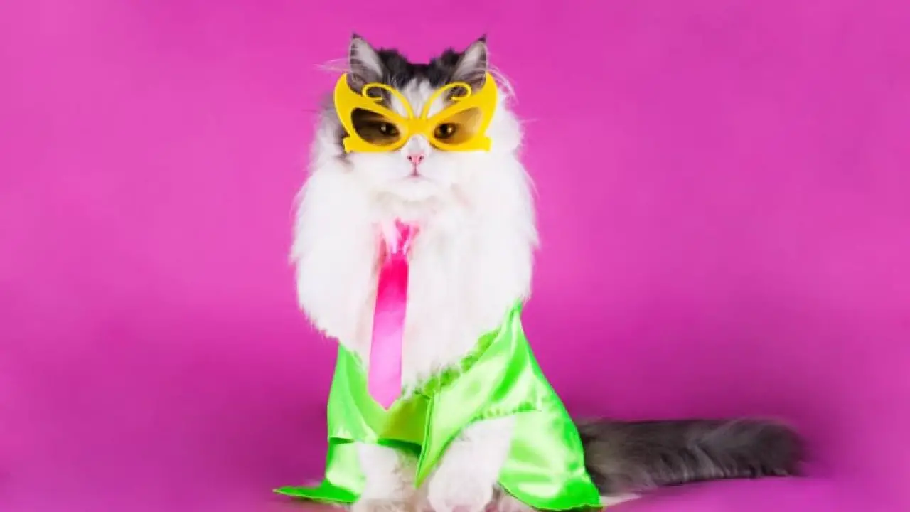 cat wearing dress