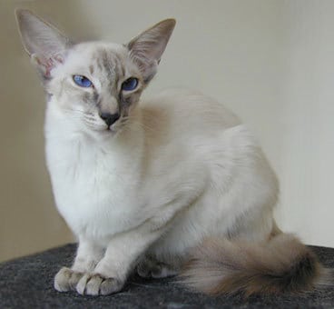 Balinese_blue_lynx_point