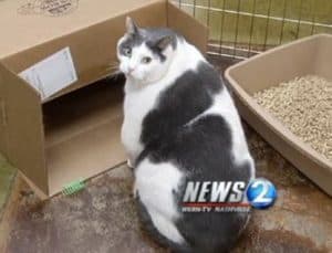 Buddha the 31-lb Cat Now Working on Losing Weight