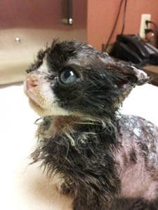 Justin, just a tiny kitten, was set on fire and left to die when a good samaritan found him. Photos courtesy of Facebook.