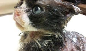 Justin, just a tiny kitten, was set on fire and left to die when a good samaritan found him. Photos courtesy of Facebook.
