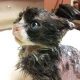 Justin, just a tiny kitten, was set on fire and left to die when a good samaritan found him. Photos courtesy of Facebook.