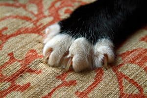 How to Keep Your Cat from Shredding the Furniture