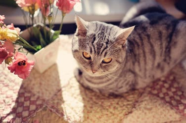 cat-and-flowers