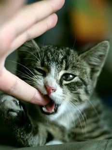 cat-biting
