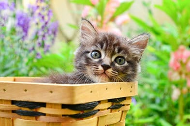kitten-in-a-basket