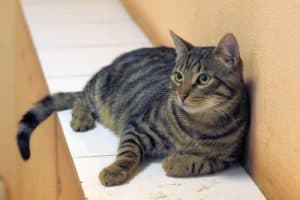 Missing Cat Returns Home 2 Years Later