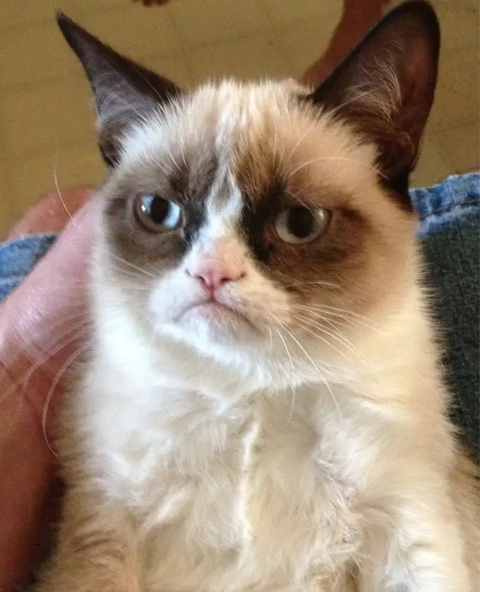 Original Grumpy Cat photo