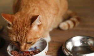 red cat wet food
