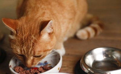 red cat wet food