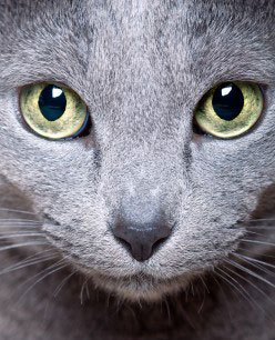 Russian Blue 