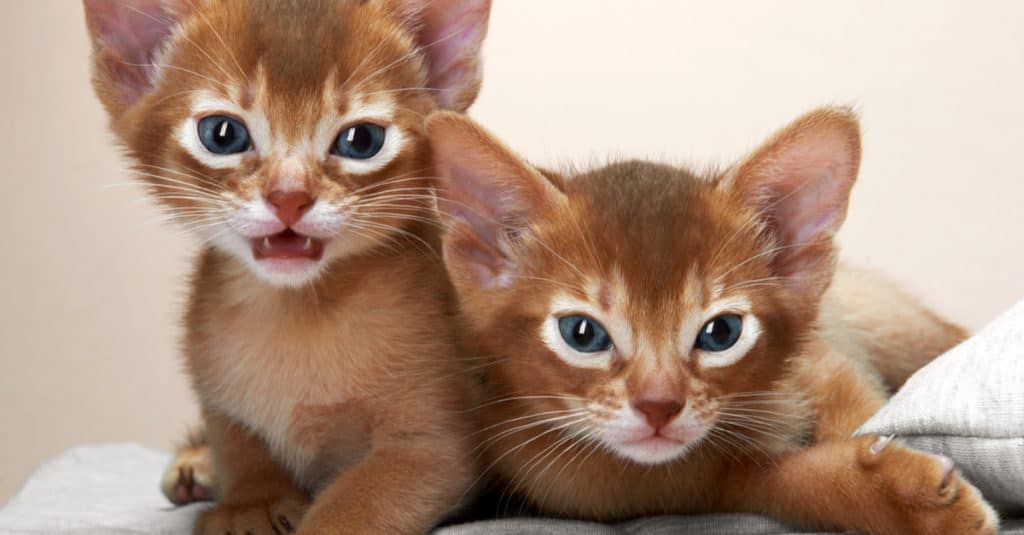 How To Choose A Good Cat Breeder The Catington Post