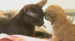 Siamese cat adopts a puppy