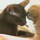 Siamese cat adopts a puppy