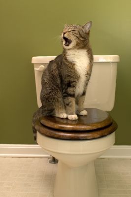 toiletcat
