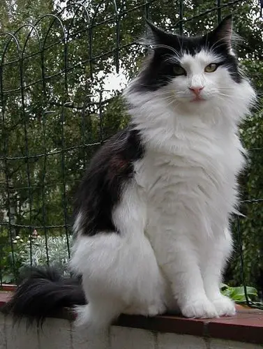 Norwegian Forest Cat