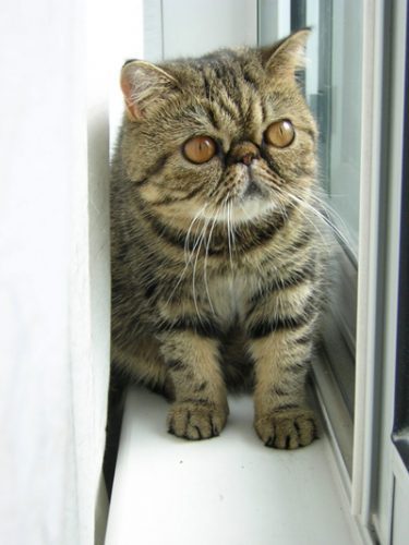 Exotic Shorthair