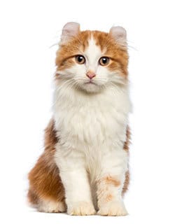 American Curl