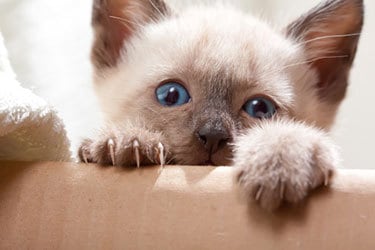 Why do cats love cardboard boxes?