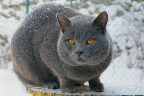 chartreux cat