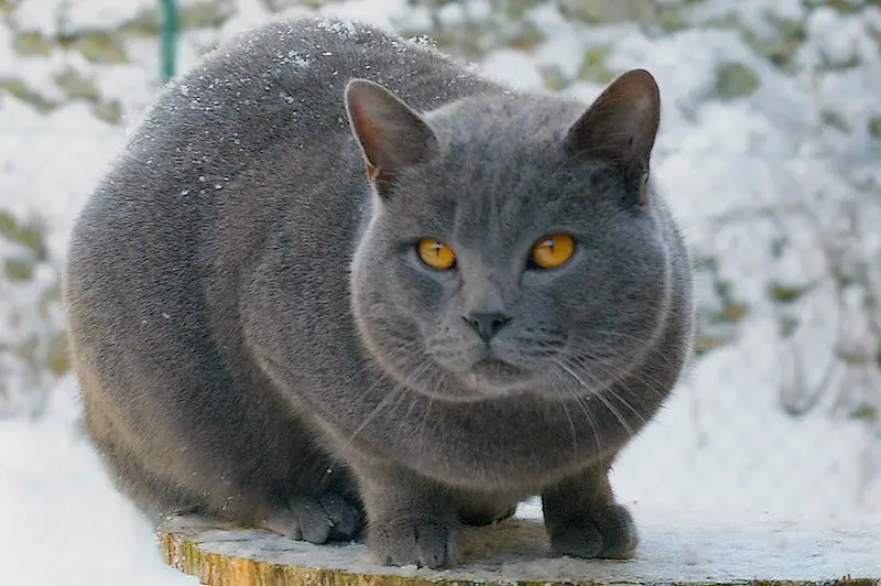 Chartreux