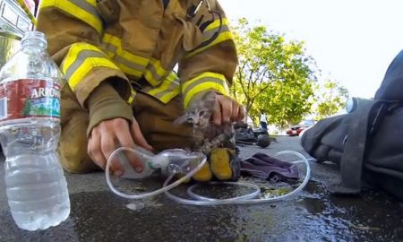 Fireman Rescues Kitten