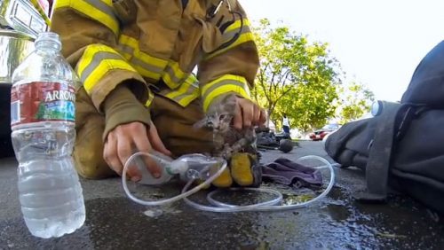 Fireman Rescues Kitten