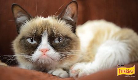 Grumpy Cat gets an Endorsement Deal
