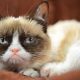 Grumpy Cat gets an Endorsement Deal