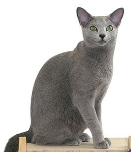 Russian Blue