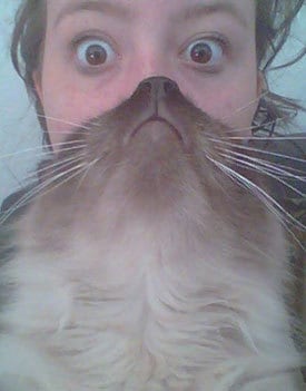 cat bearding gone wrong