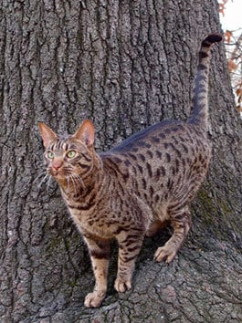 ocicat