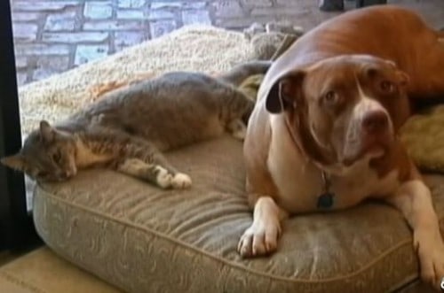 Pitbull saves cat