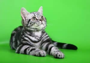 American Shorthair