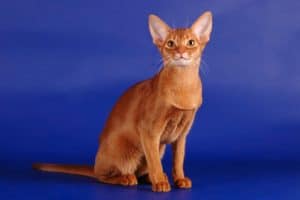 Abyssinian