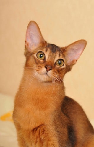 abyssinian