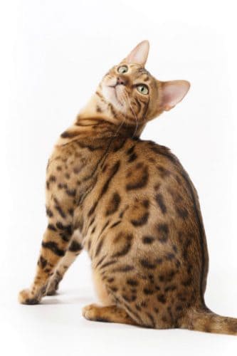 bengal