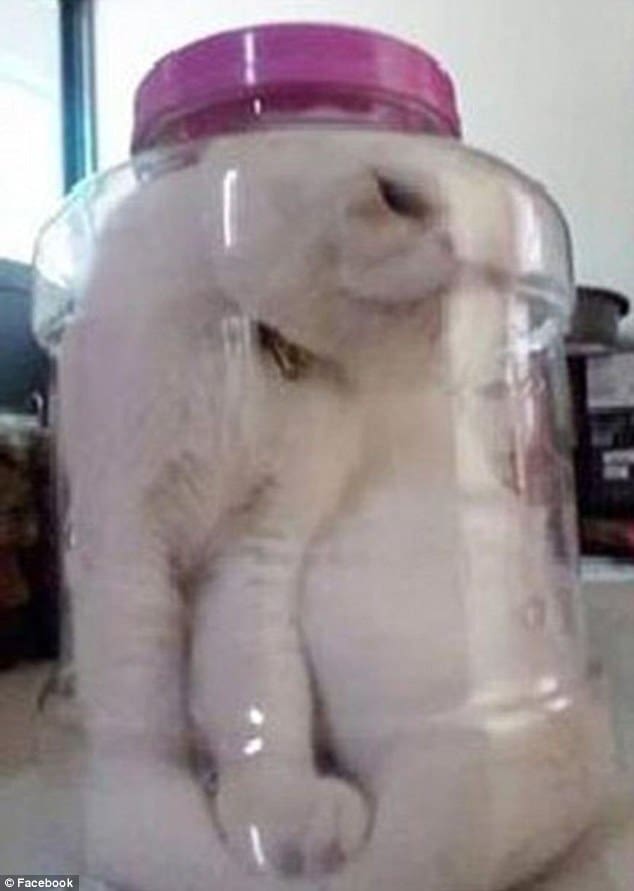 cat in a jar