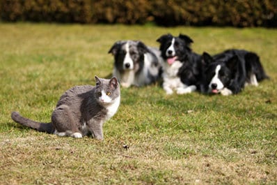dogs-and-cat
