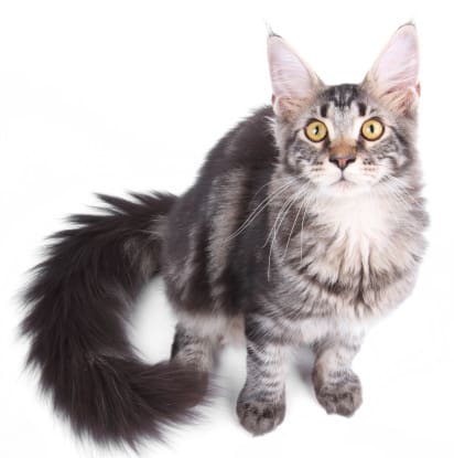 maine coon