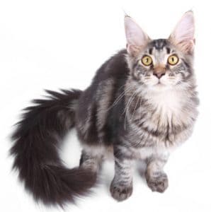 Maine Coon