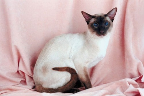 siamese