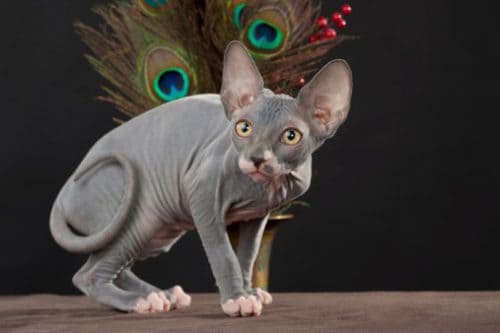 sphynx