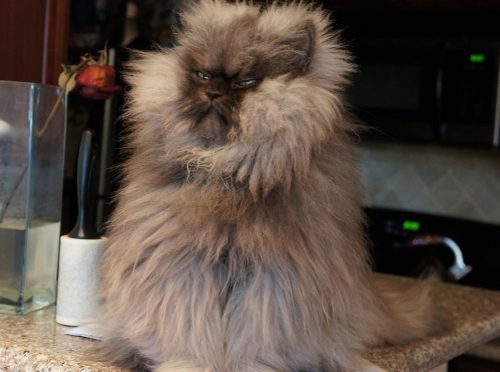 Colonel Meow