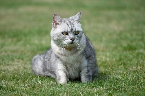 Loudest Purr by a Domestic Cat