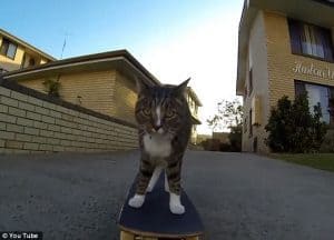 Quite Possibly the Coolest Cat on Earth