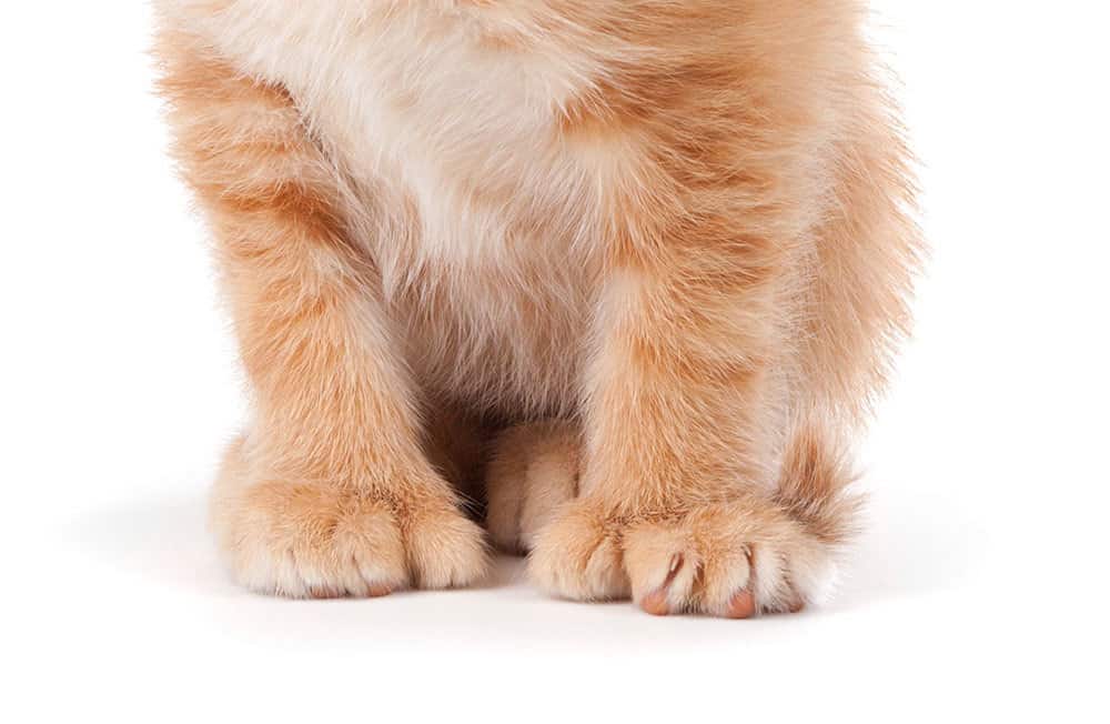Most Toes on a Cat